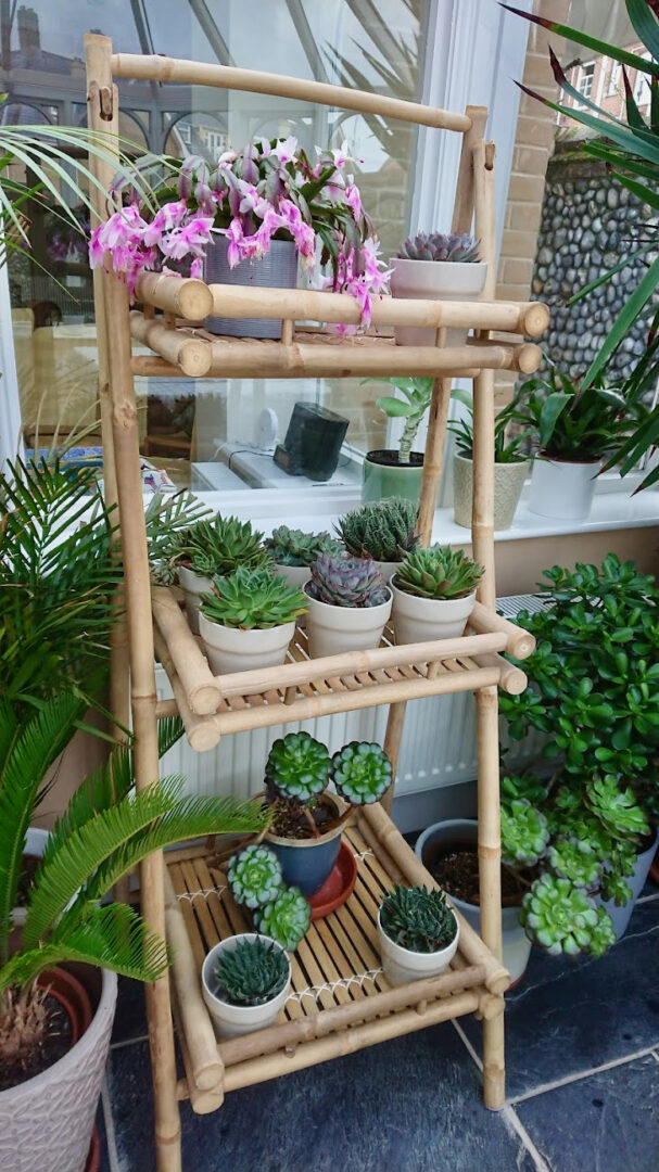 Bamboo staging, the conservatory to display the succulents during winter, North Cottage Cromer