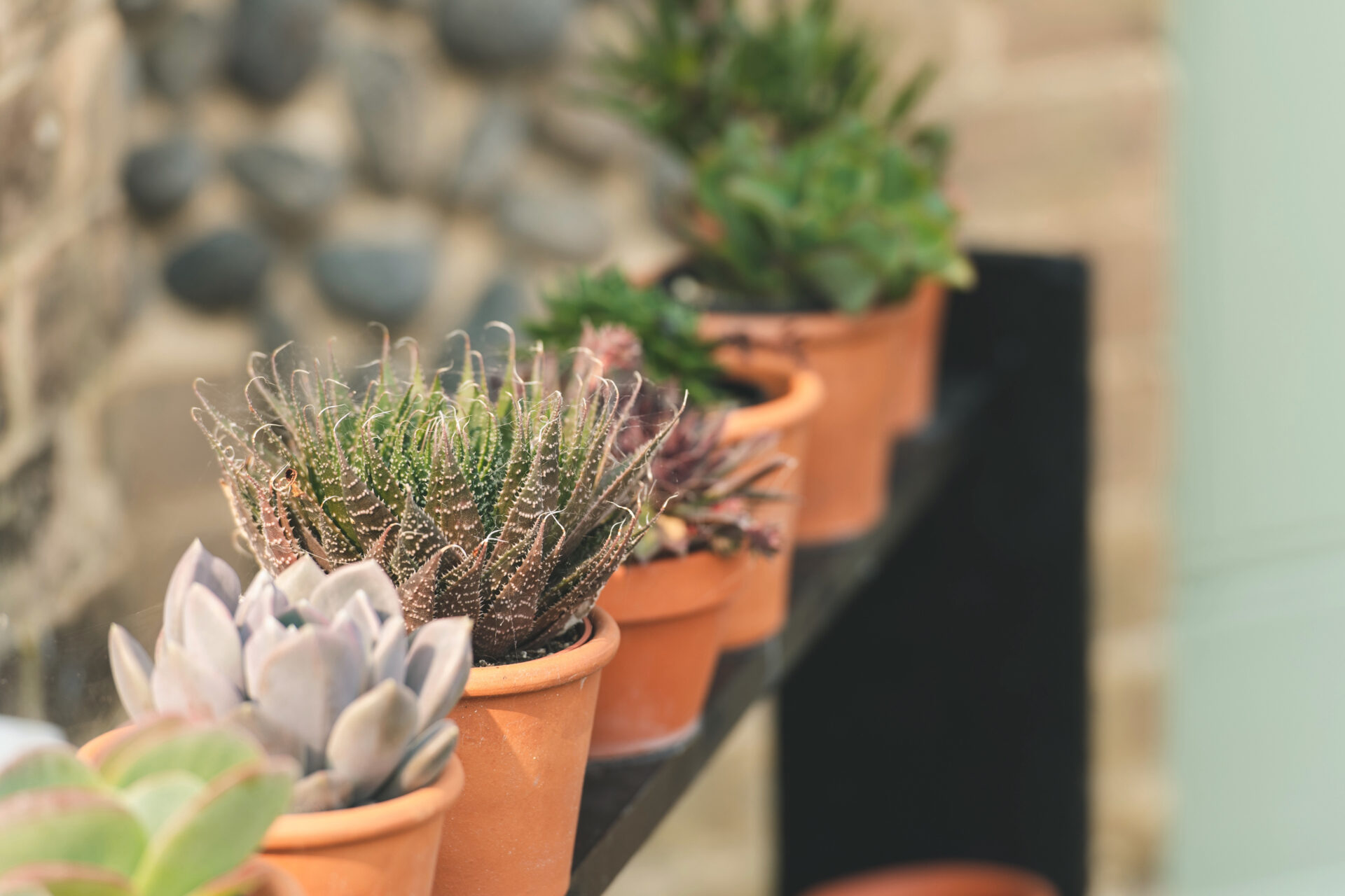 In spring and summer a large selection of succulents is staged outside the front door to catch the sun.