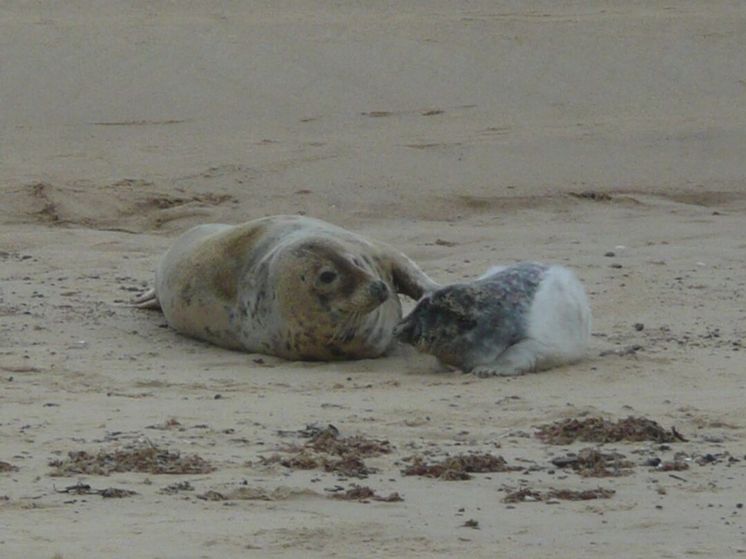 Seal and pup on Horsea Gap beach