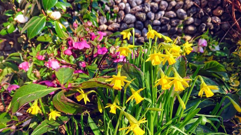 Daffodils growing against the Norfolk flint wall in the garden at North Cottage Cromer