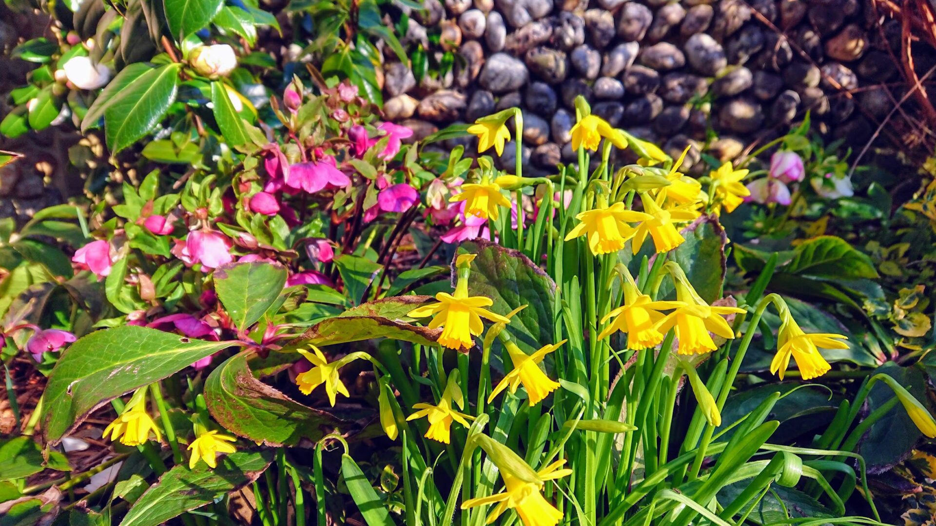 Daffodils growing against the Norfolk flint wall in the garden at North Cottage Cromer