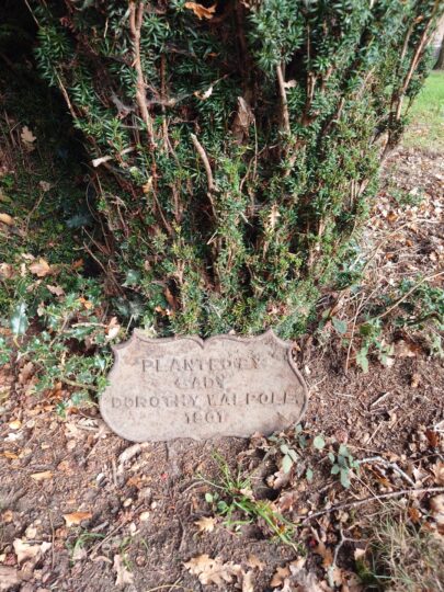Plaque reading 'Planted by Lady Dorothy Walpole 1901' laid beneath a conifer at Wolterton Park.